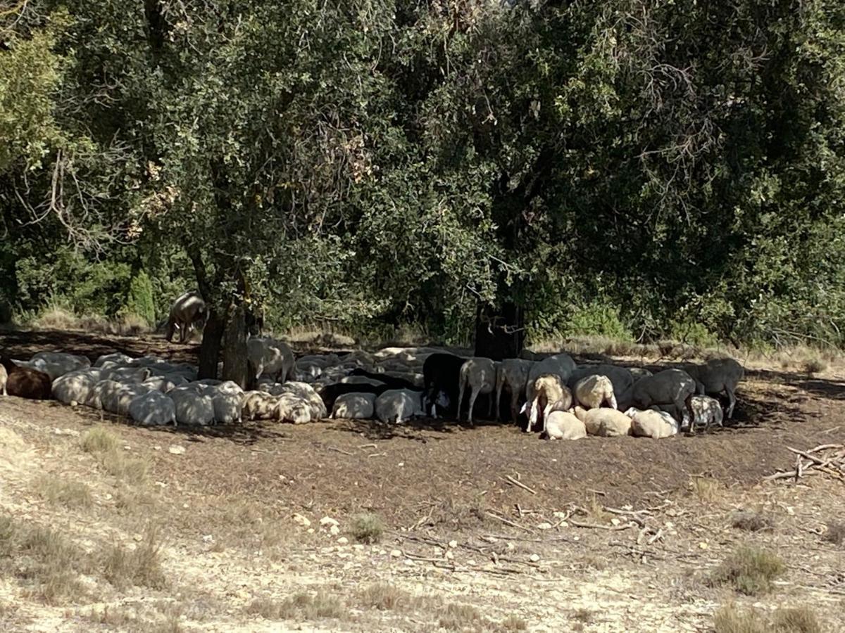 Masia La Perera Morella Esterno foto